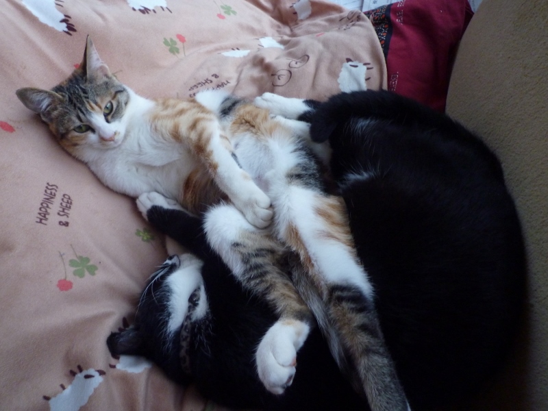 P1040105 (800x600).jpg