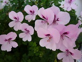 P1020802-1.jpg