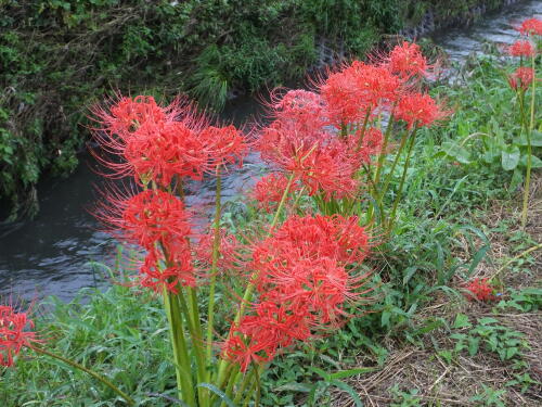 小出川の彼岸花