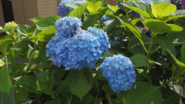 20150610紫陽花2.jpg