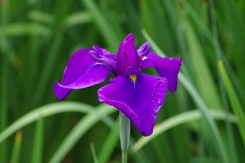 浜離宮恩賜庭園の花菖蒲