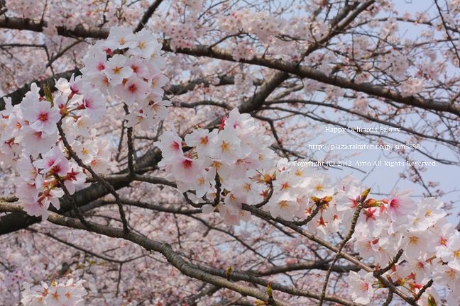 324桜2.jpg