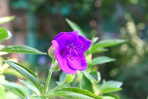 鮮やかな紫の花が咲きだしました おとっつぁん いろいろやっちょります 楽天ブログ