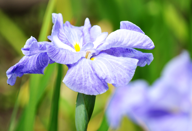 菖蒲３