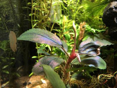 Bucephalandra sp. Blue melon】 | ～ HOBBY LIFE ～ - 楽天ブログ