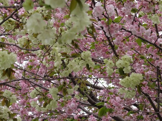 DSCF1636.JPG