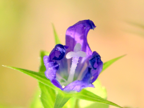 花がしぼむ