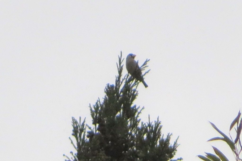 21ページ目の 川沿い散策 鳥 大分金太郎の花鳥蝶月 楽天ブログ