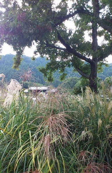 すすきの原
