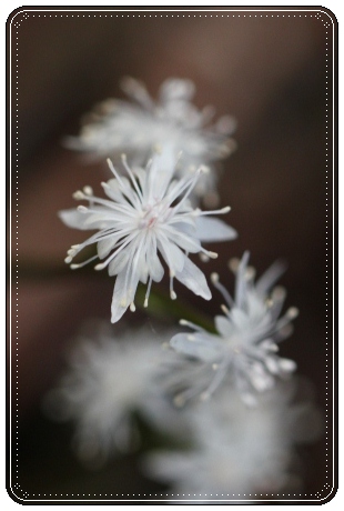 樹木公園-10 オウレン 13.3.19