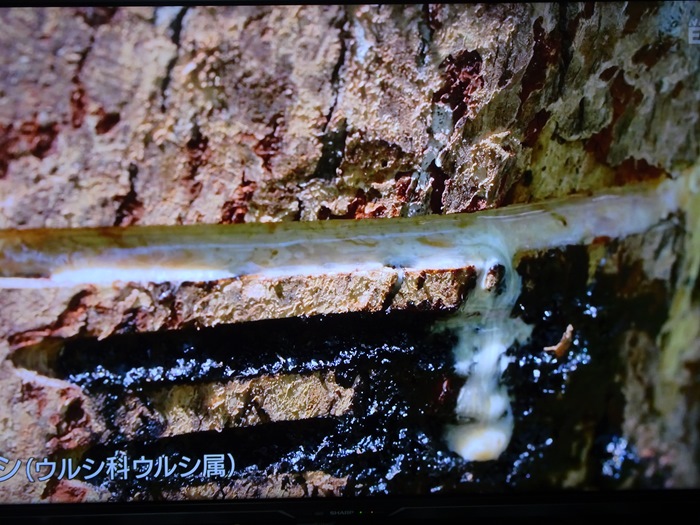 国立歴史民俗博物館・『URUSHIふしぎ物語－人と漆の12000年史