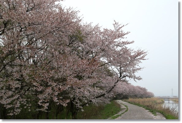 北部公園-5 森下川 16.4.10