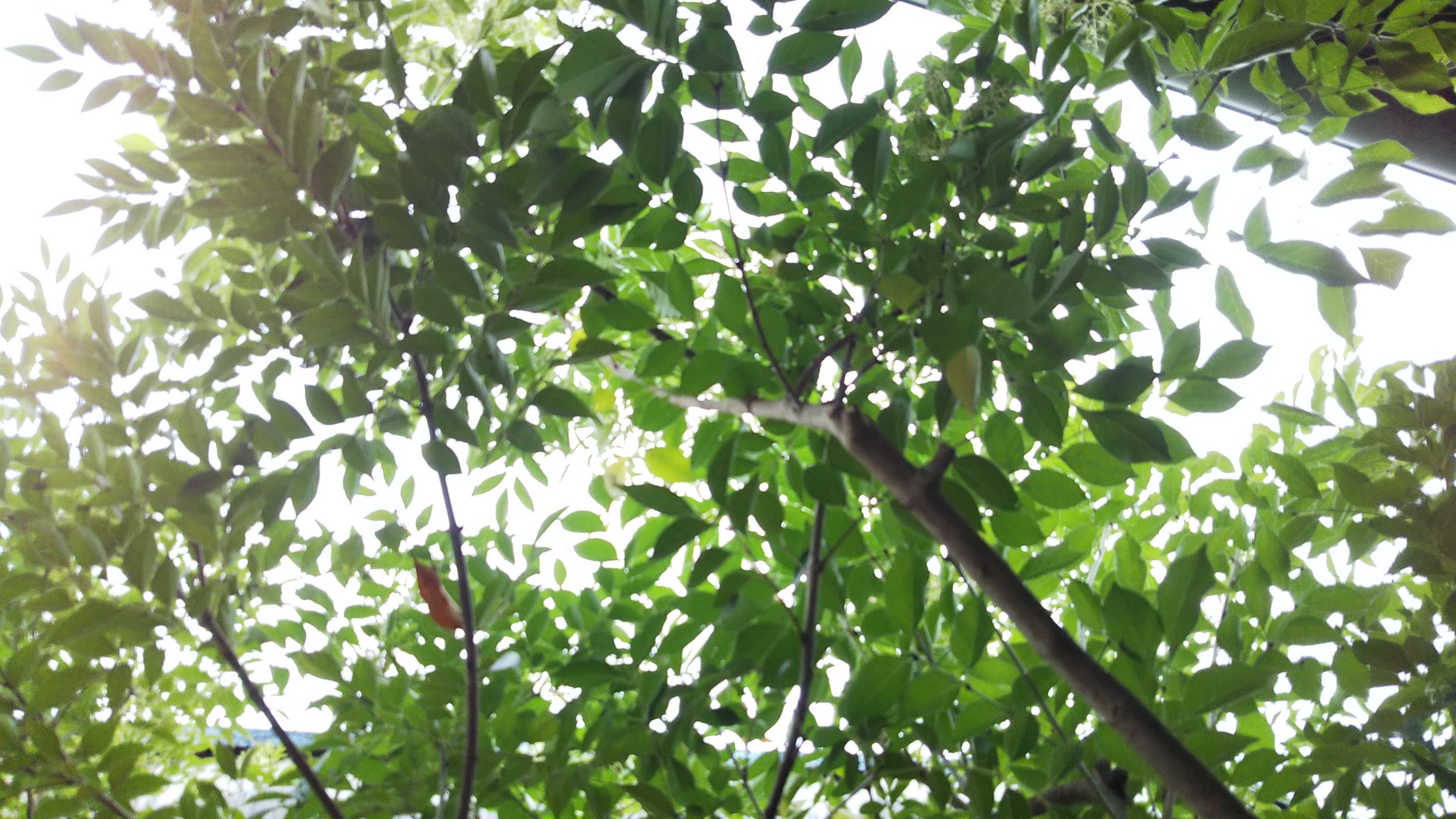 シマトネリコの初めての蕾 アスター開花 アジサイ シェードガーデンと猫 楽天ブログ