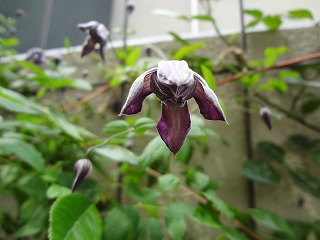 DSC01391.jpg