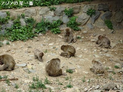 20160705 善光寺　野猿公苑20
