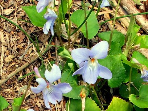 青いスミレの花