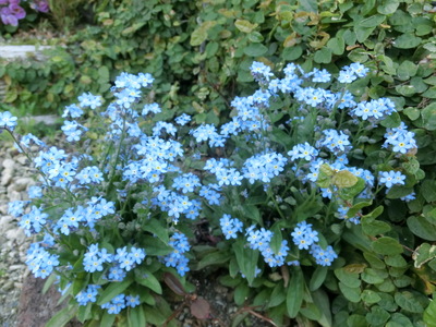 CIMG0098.jpg