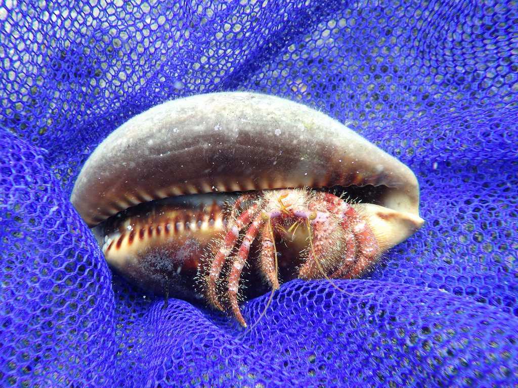 串本磯採集2023年7月上旬42　イシダタミヤドカリ（Dardanus crassimanus）