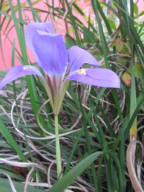 寒咲きアヤメ（寒咲菖蒲・寒咲文目）