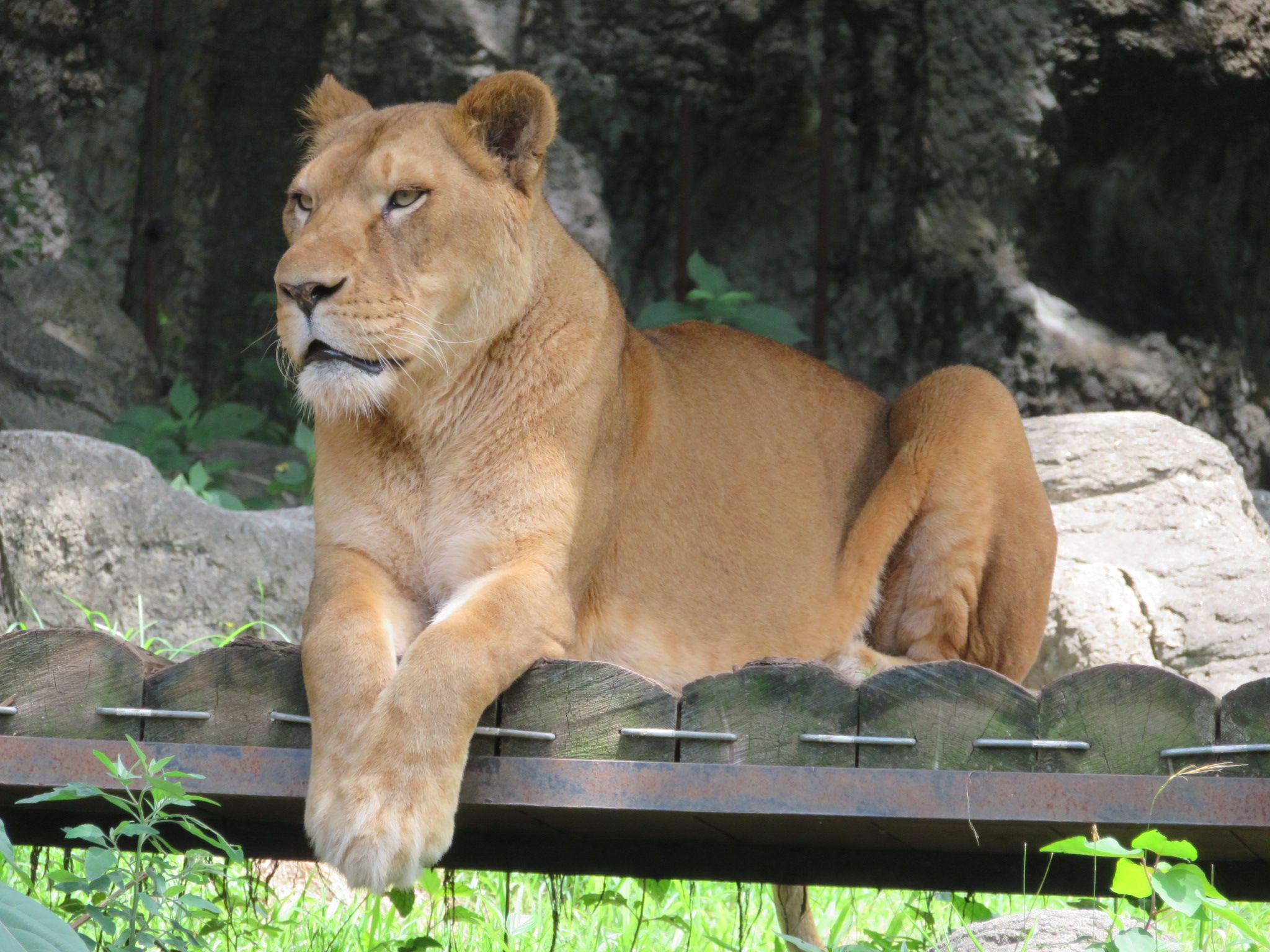 動物 つばき姫 のウォーキング日和 楽天ブログ