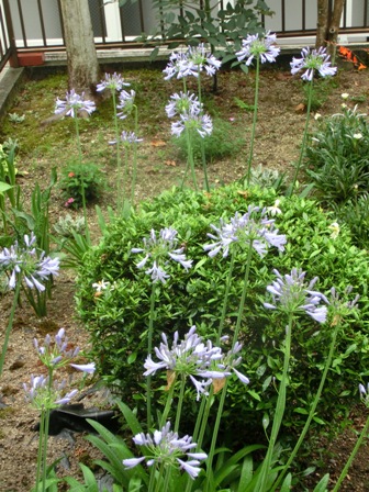 アガパンサス２