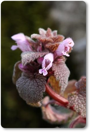 大乗寺丘陵公園-7 ヒメオドリコソウ-1 14.3.17