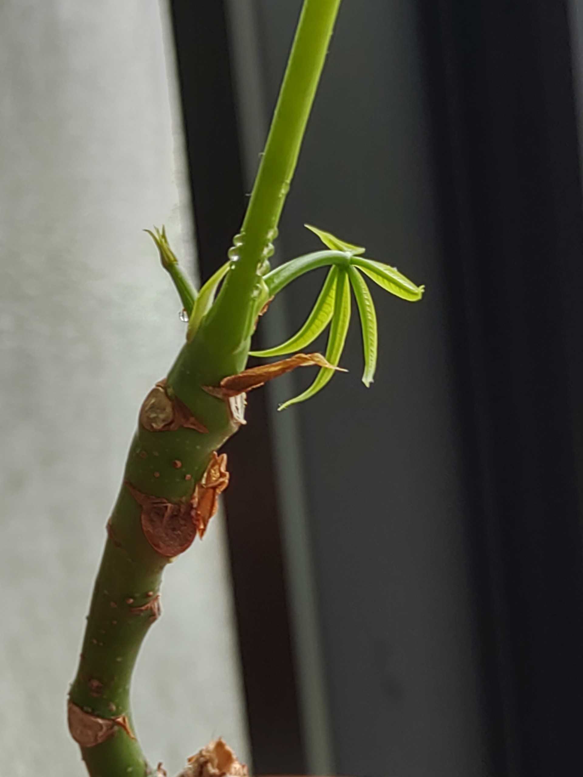 観葉植物 多肉植物 食虫植物 クマ太郎1963のブログ 楽天ブログ