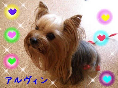 ｱﾙｳﾞｨﾝ.JPG
