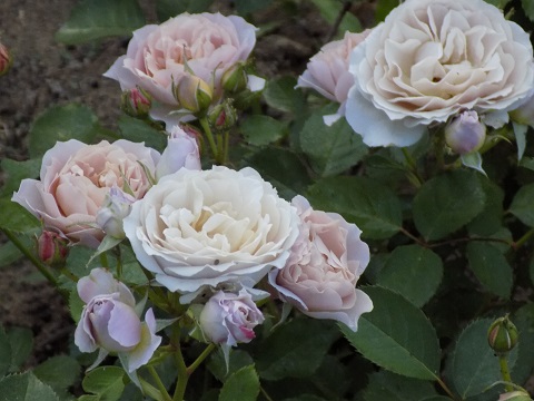 DSCN3676.JPG
