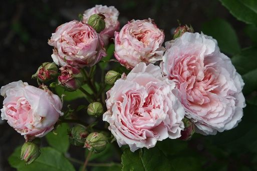 花見小路 フレグラント アプリコットなど５月のバラ スローライフに憧れて 薔薇や野菜を育てながら 楽天ブログ