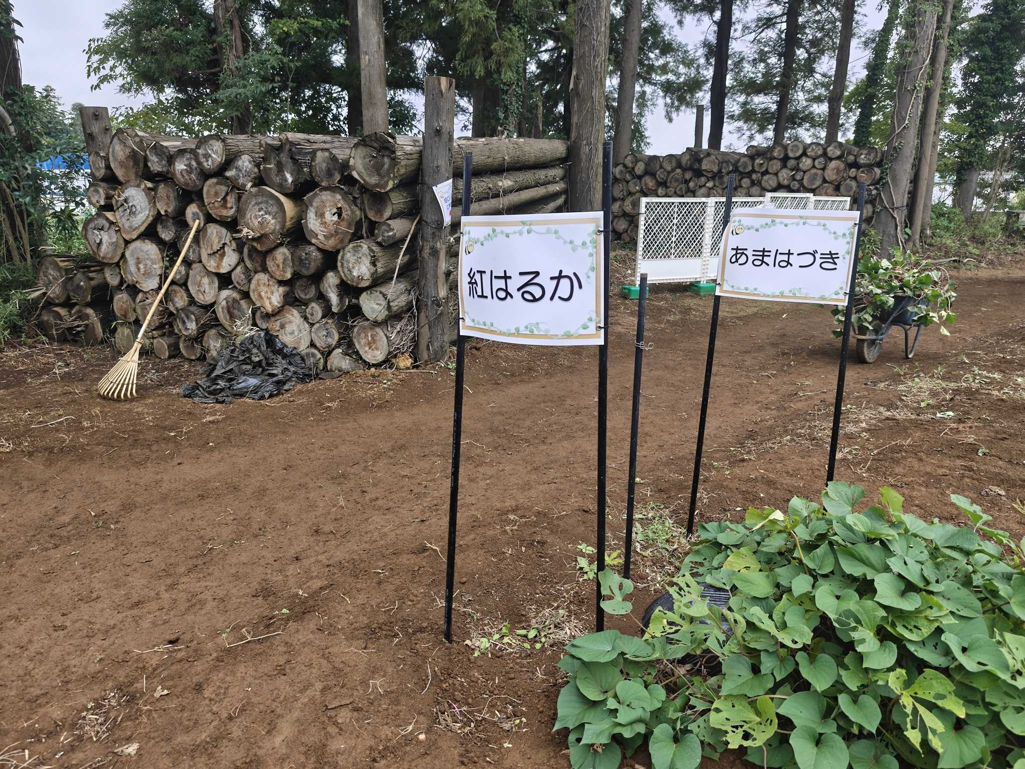 千葉・市原　ふぁいんファーム　子連れサツマイモ掘り　サツマイモ畑