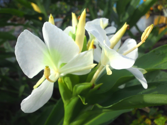 KIMG0100 (640x480).jpg