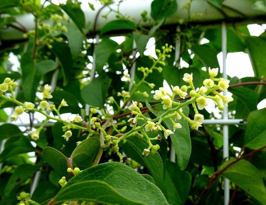 8月7日 今日の一花 その２ ヤマイモ 山芋 Gazengamaのブログ 散歩中に出合った花と趣味の陶芸作品 楽天ブログ