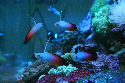 2012_1229ﾏﾝﾀﾞﾘﾝ｡ﾊﾀﾀﾃ0011.JPG