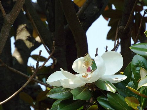 5-31 baikautugi1-b.jpg