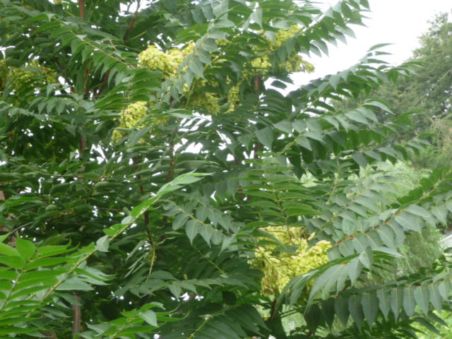 庭漆の実: 漆の花写真 _ 樹木図鑑(ニワウルシ) – RUOR