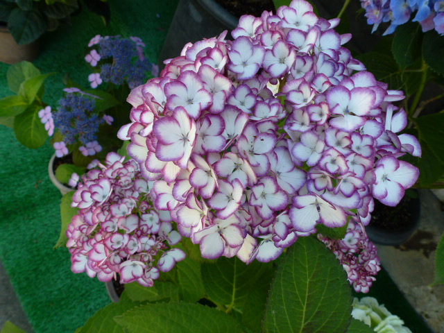 973