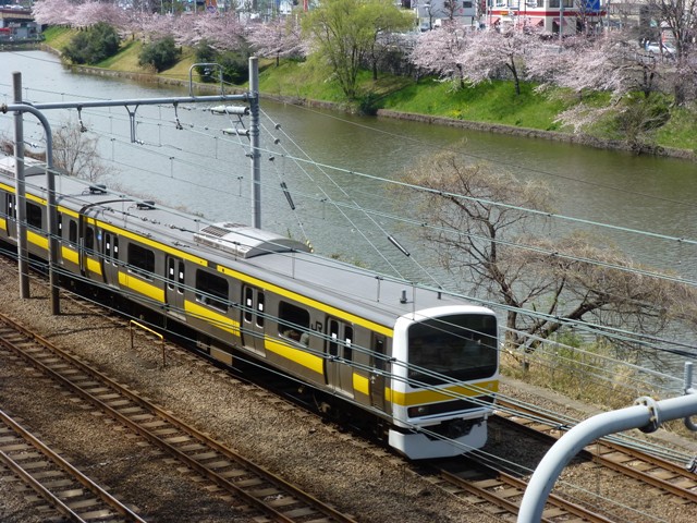 JR中央・総武線　と　桜