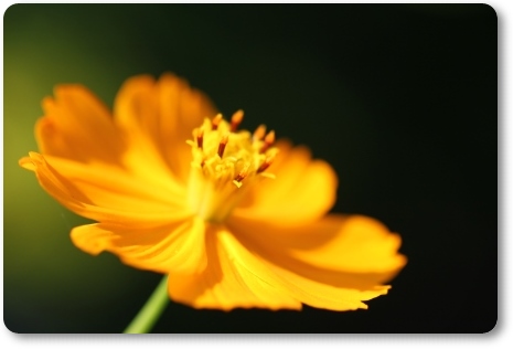 キバナコスモス-9 13.9.18