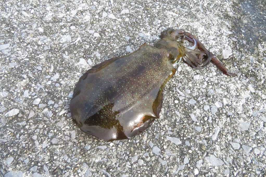 津久見の港へアオリイカ アジ ハマチ釣りに行きアオリイカ５杯 アジ２０匹程 大分金太郎の花鳥蝶月 楽天ブログ