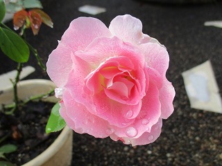 IMG_2506ss.jpg