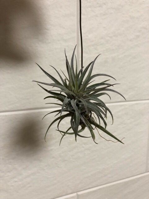 Tillandsia Sucrei / スークレイ | tillandsia（ティランジア？チランジア？エアプランツ？エアープランツ？）育成記録 -  楽天ブログ