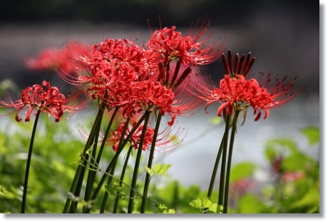 動橋川-4 ヒガンバナ-4 13.9.24