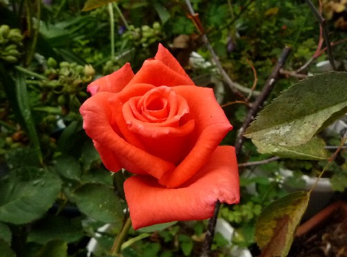 P1110386-1.JPG