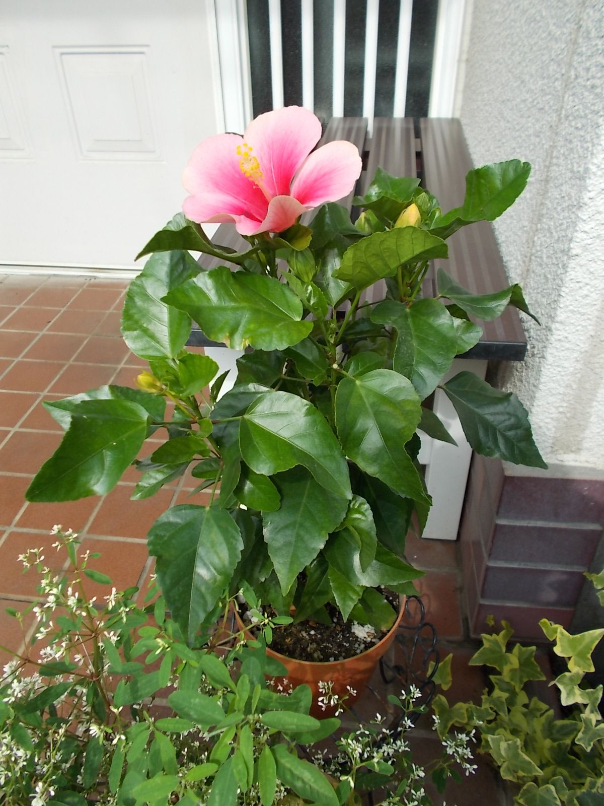 ハイビスカス サマーブリーズ ウィールウィンド が咲きました バラを咲かせることが好き 楽天ブログ