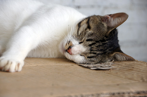 モフッとした寝顔の可愛い猫