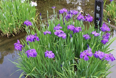 枚方　市民の森　花しょうぶ園