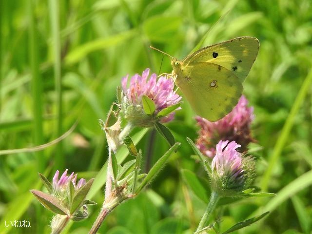 モンキチョウ2020年7月5日