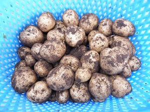 P1000148.JPG
