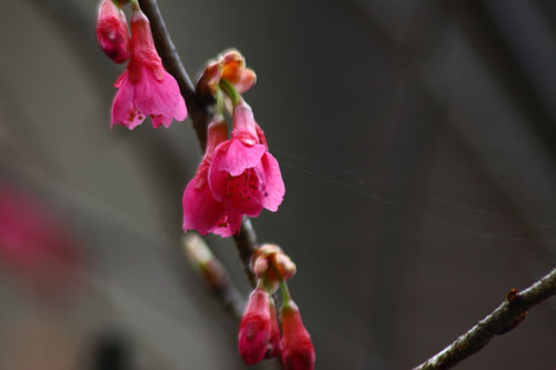 寒緋桜　28.3.7-2_edited-1.jpg